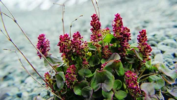 Lilla plante blant stein