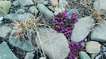 Planter blandt stein