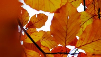 Høstfarget blader på tre