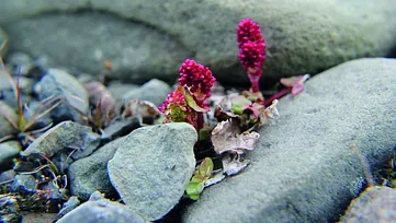 Plante vokser mellom steiner