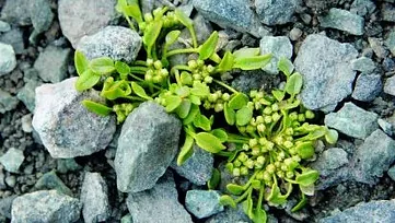Grønn plante vokser mellom steiner