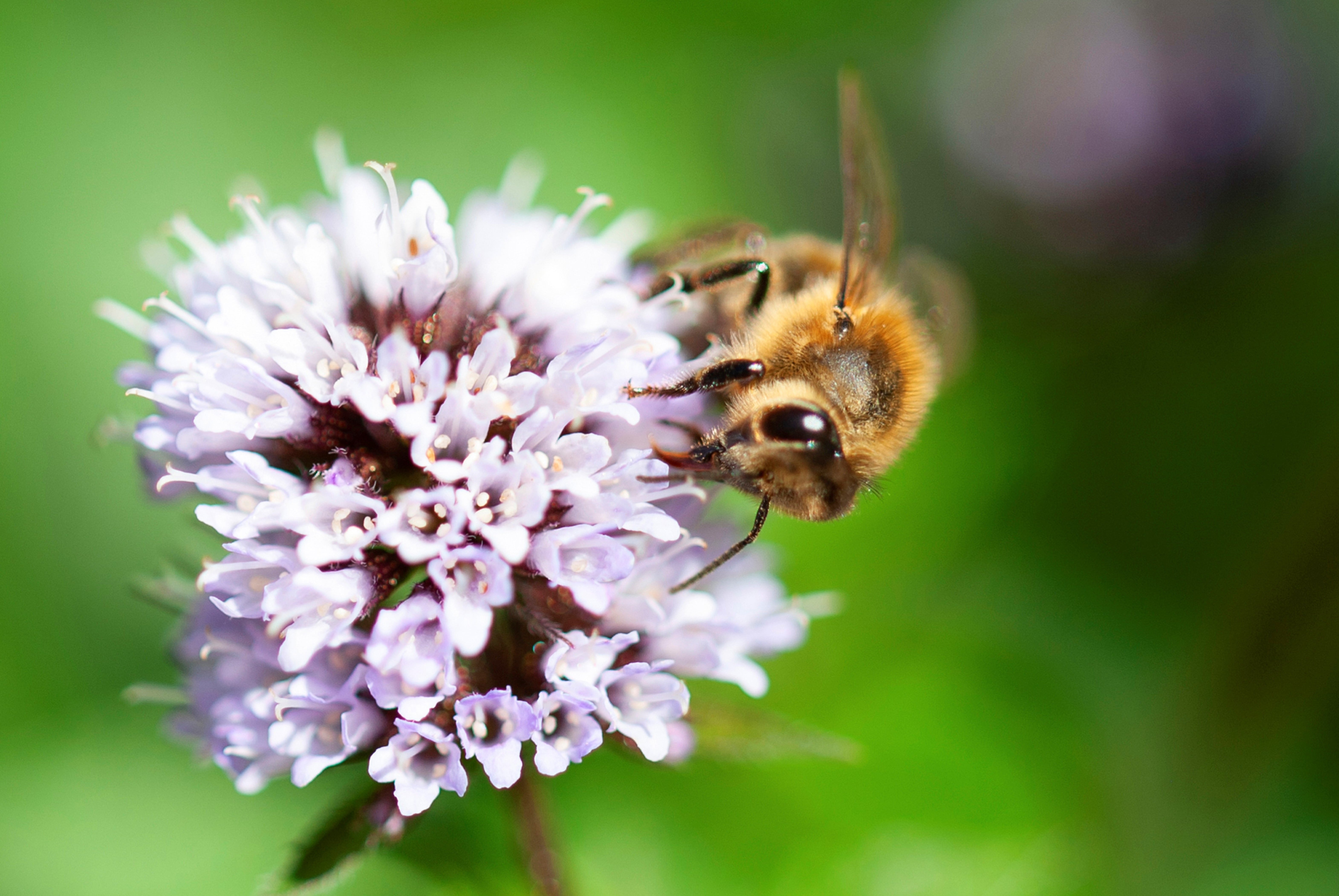 Bilde av humle på blomst